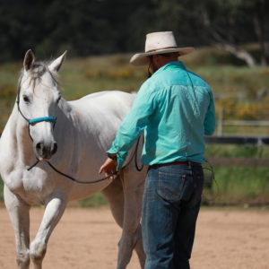 photo of Mark Langley guiding a horse by feel using his custom made lead rope