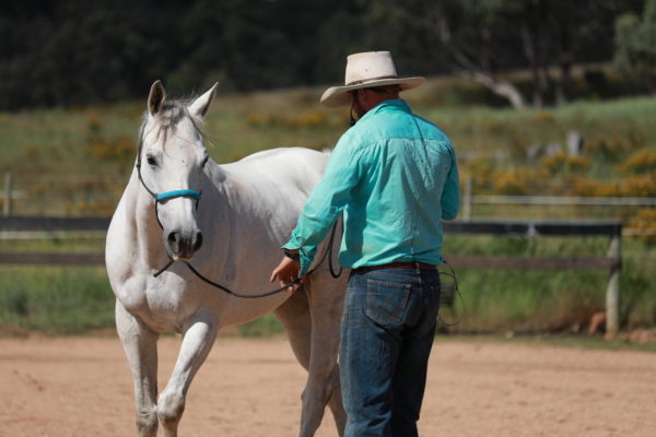 photo of Mark Langley guiding a horse by feel using his custom made lead rope