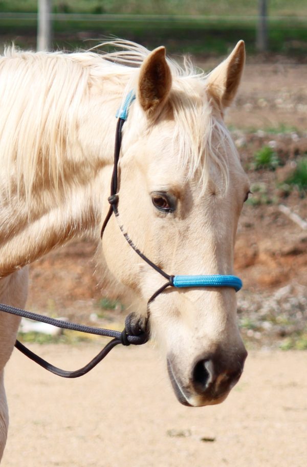 Photo of palomino horse in rope halter