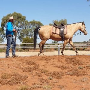 Mark Langley using rope long reins to train a horse