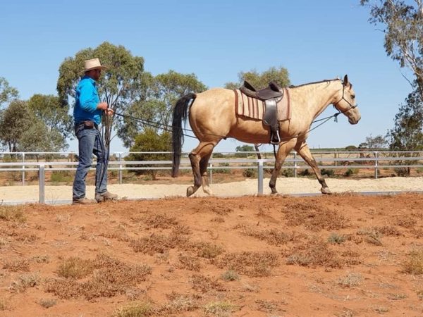 Mark Langley using rope long reins to train a horse