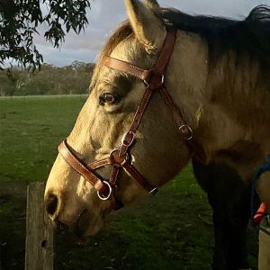 MLH Bitless Bridle
